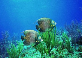 環(huán)境影響評(píng)價(jià)、排污許可證、應(yīng)急預(yù)案